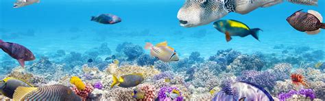 Great Barrier Reef Sea Reef Coral Plants Fish HD Wallpaper Pxfuel