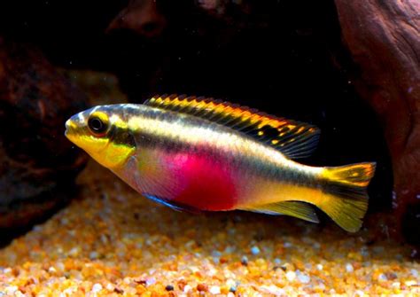 Kribensis Cichlid Care Guide Breeding And Tank Size