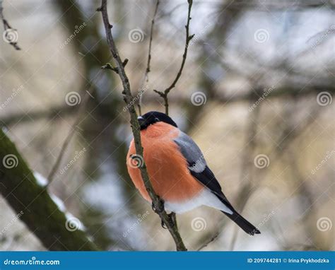 Wintering Bird Bullfinch On A Background Of Snow Stock Image Image Of