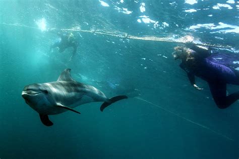 Polperro Dolphin Swims Tour Calendar
