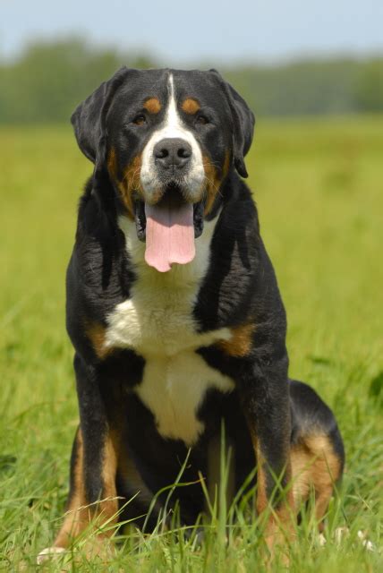 15 Cool Facts About Greater Swiss Mountain Dogs Artofit