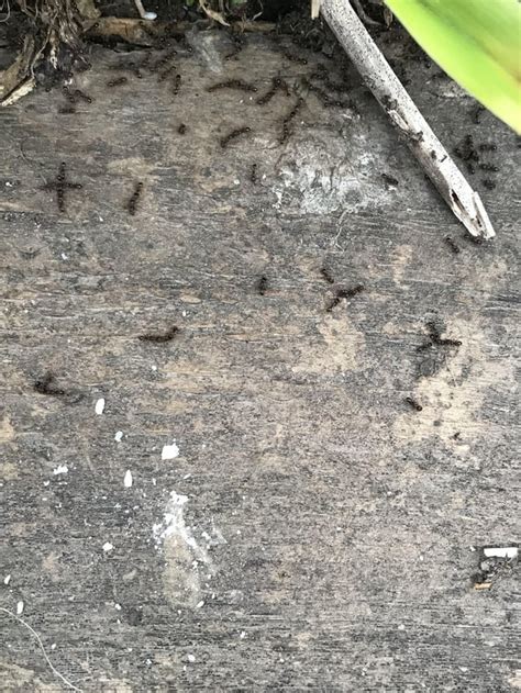 Does Anyone Know Why These Sugar Ants Are All Facing Each Other They