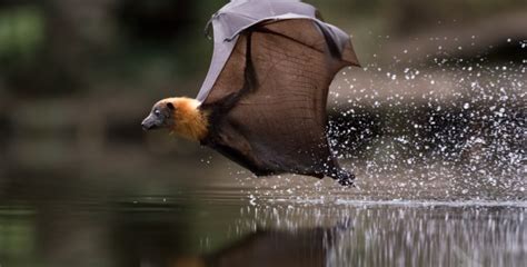 Behind The Lens How I Captured Diving Flying Foxes During Sydneys