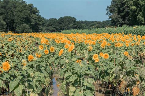 Beautiful Sunflower Fields In Nc 2023 Blooming Now 2023 Find Love