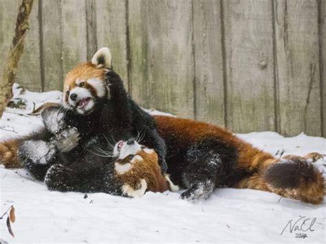 Two Chinese Red Pandas Play In The Snow At The Cincinnati Zoo