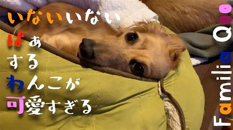 「いないいないばぁ」する、まるちゃんが可愛いすぎる【ミニチュアダックス犬】 Youtube