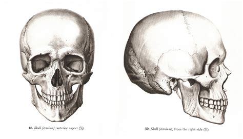 More icons from body parts pack. human skull (cranium), anterior and right side view ...