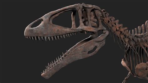 Carcharodontosaurus Skeleton 3d Model Cgtrader