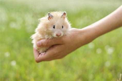 Premium Photo Golden Fluffy Syrian Hamster In Hands Of Girl