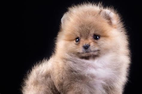 Cute Puppy Pictures Wallpaper ·① Wallpapertag