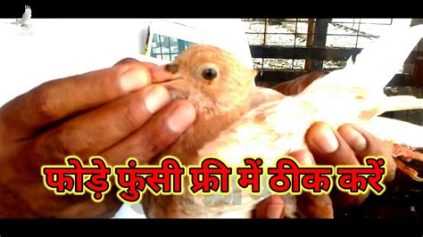 Install them on rooftop edges, ledges, chimneys, and anywhere you see the pigeons. कबूतर की फुंसी ठीक करें (भाग-1) | How to get rid of pigeon ...