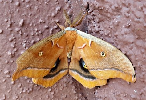 Polyphemus Moth Whats That Bug