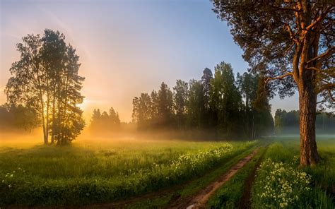 Wallpaper Morning Fields Trees Path Fog Sunrise 1920x1080 Full Hd