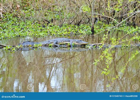 American Alligator On Tree Stump Stock Image Image Of Pond Wildlife