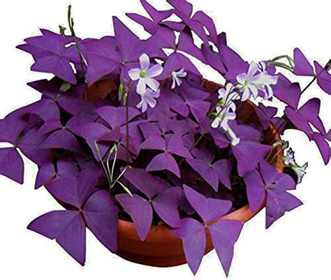 Top 8 Oxalis Triangularis Bulbs Purple Shamrocks Plants Seeds