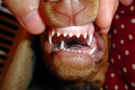 Puppies lose their baby teeth faster than it took them to come in. Animal Medical Hospital Blog - Charlotte, NC | puppy teeth ...