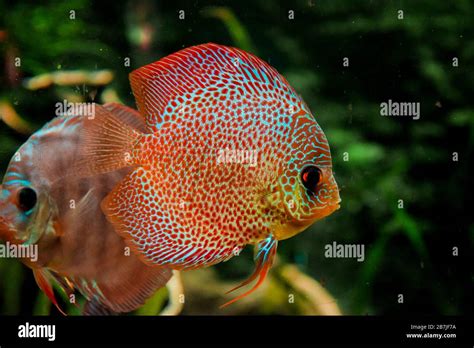 Discus Fish In Aquarium Tropical Fish Symphysodon Discus From Amazon