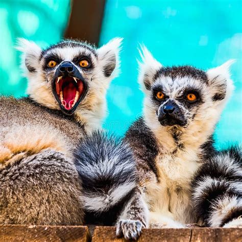 Hungry And Angry Lemurs Stock Image Image Of Ring Monkey 54938599