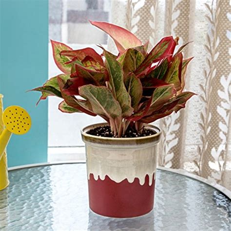 But there are several other foliage plants that are red. Red Aglaonema Indoor Plant English Purple Pot | Gift My Emotions