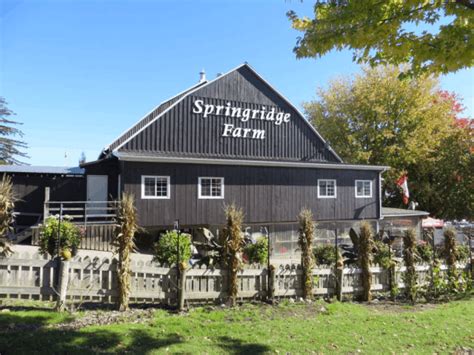 Fall Fun for Families at Springridge Farm - Gone With The Family