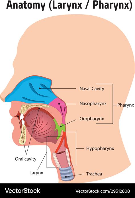 Sinuses Larynx And Pharynx Anatomy Poster Ph