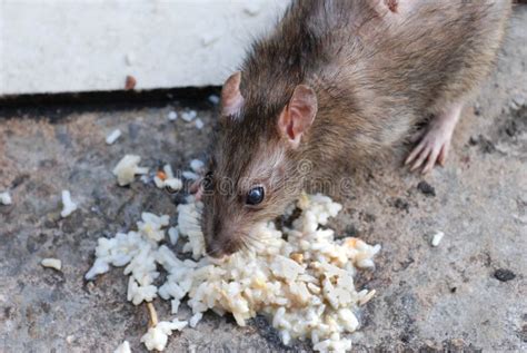 A Rat Eating Royalty Free Stock Image Image 22892376