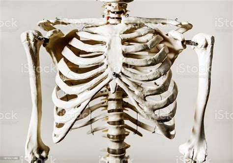 As part of the bony thorax, the ribs protect the internal thoracic organs. Anatomical Skeleton Rib Cage Stock Photo - Download Image ...
