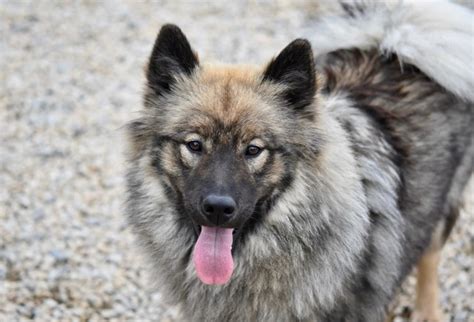 Eurasier Dog Breed Guide Info Pictures Care And More Pet Keen