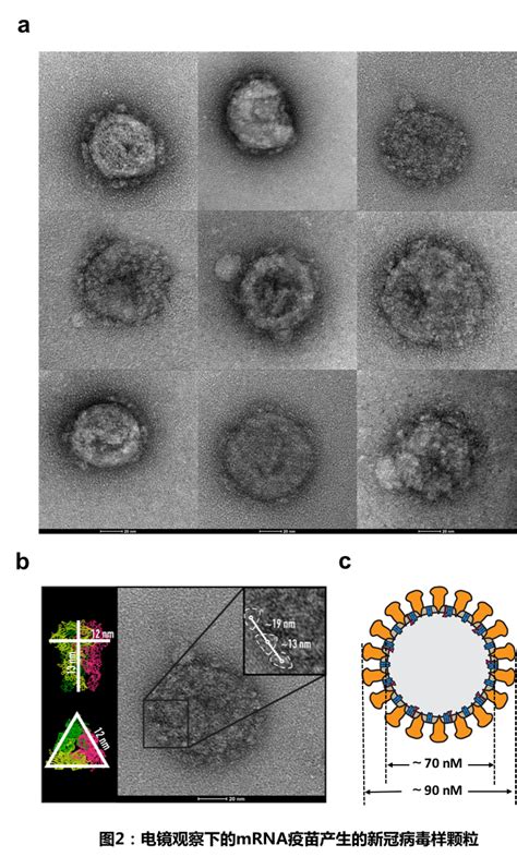 复旦大学和上海交通大学团队使用mrna首次实现新型冠状病毒（sars Cov 2）病毒样颗粒的表达
