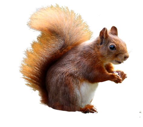 Squirrel Cute Png Image Purepng Free Transparent Cc0 Png Image Library