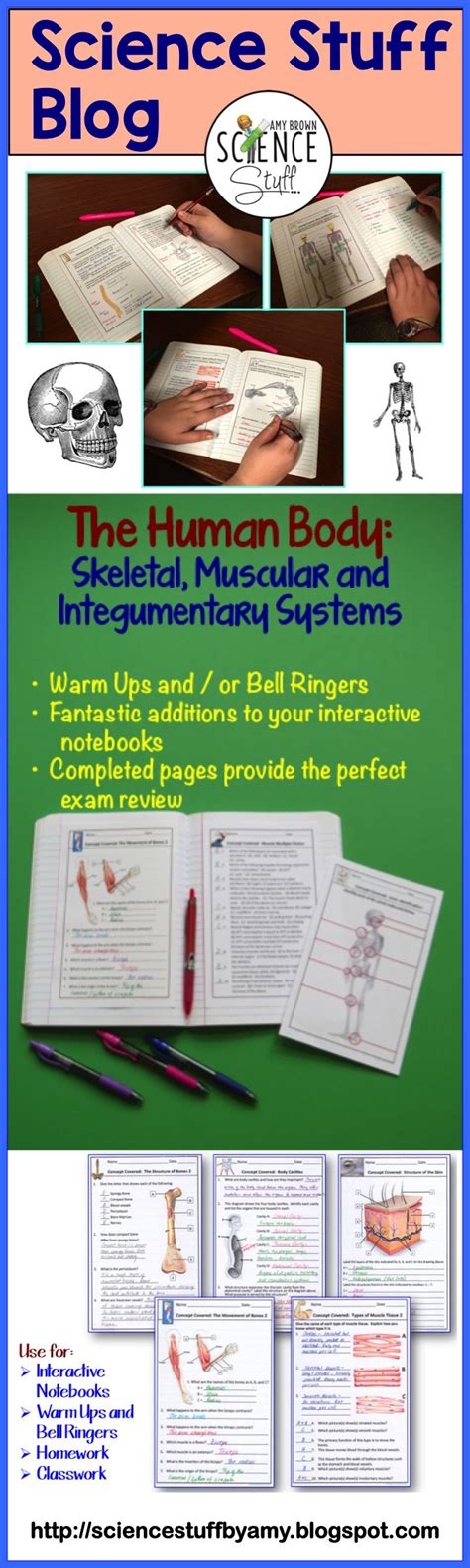 Human Body The Skeletal Muscular And Integumentary Systems