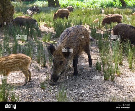 Iberian Wild Boar Hi Res Stock Photography And Images Alamy