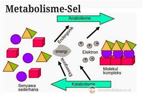 Anabolisme Dan Katabolisme Biologi Legsploaty