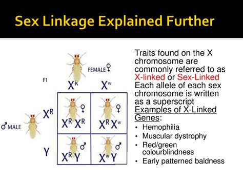 Sex Linkage And Pedigrees Ppt Download