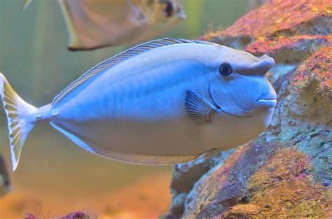 Unicornfish Fish Breed Information And Pictures Petguide Fish