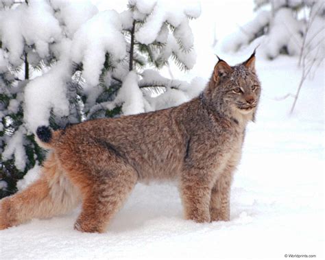 This Is What A Lynx Looks Like For Those That Think A Bobcat Is A Lynx
