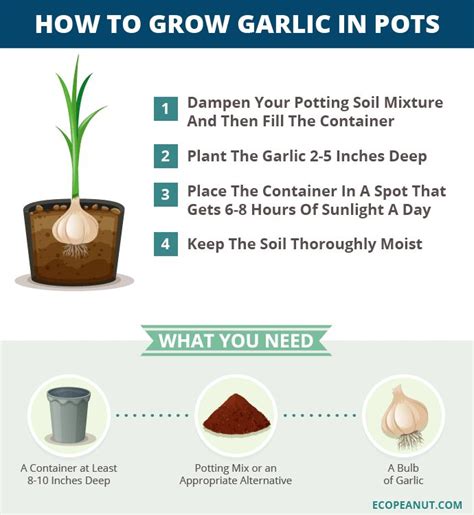 How To Grow Garlic In Pots Or Containers Growing Garlic Growing