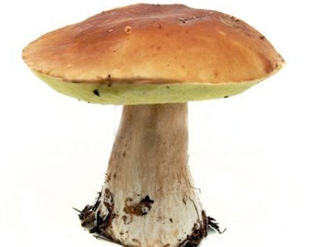 Funghi Porcini - Boletus Edulis - Descrizione e usi | Alimentipedia.it