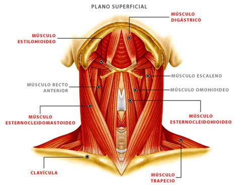 Músculos Plano Superficial Musculatura Cabeza Y Cuello Cabeza Y Cuello Músculos Tafad