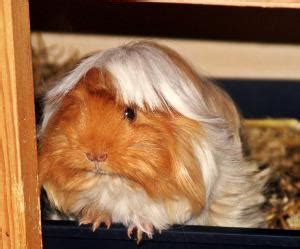 Art der gattung echte meerschweinchen (cavia). Rasseportrait: Peruaner Meerschweinchen | markt.de
