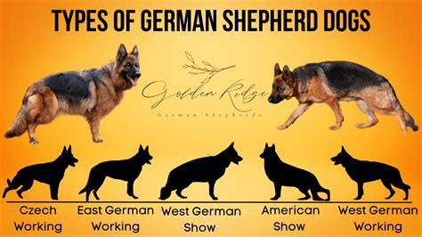 German Shepherd Qualities Golden Ridge