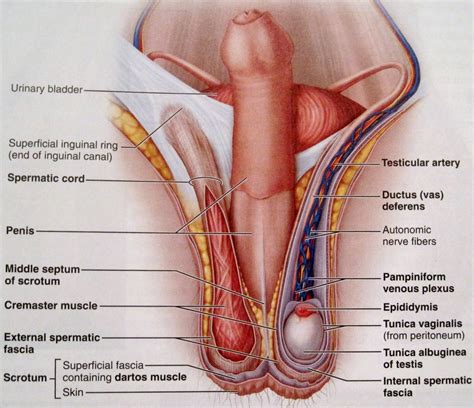 Hip Muscle Anatomy Mri The Best Porn Website