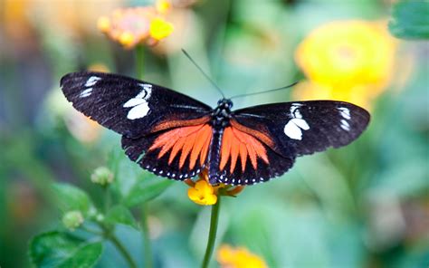 Free Butterfly Background Images Wallpapers Butterflies