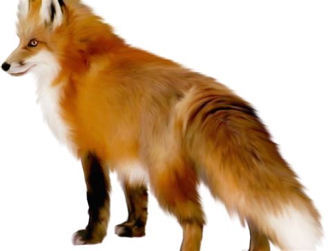 Fox Clipart Realistic Fox Realistic Transparent Free For Download On