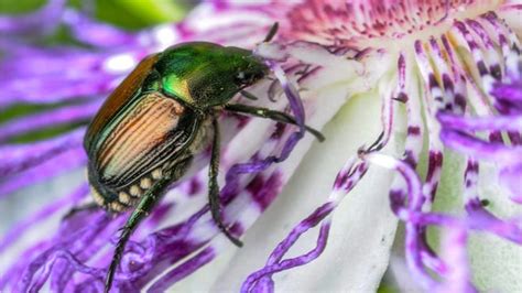 Japanese Beetles How Tennesseans Can Protect Plants From Rain Loving