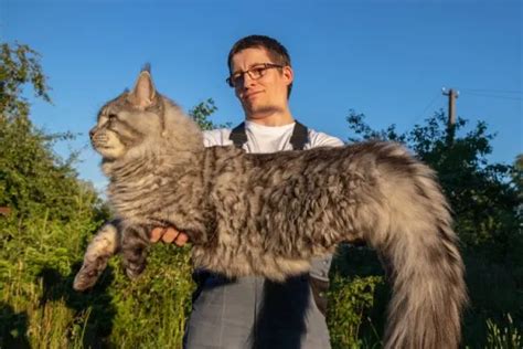 The 10 Largest Cats In The World Swedish Nomad