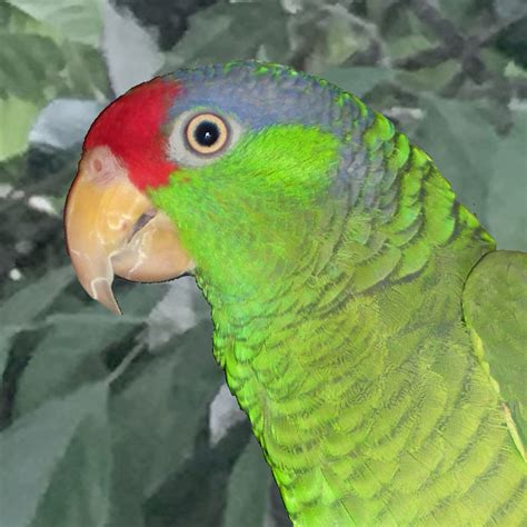 Birds And Parrots Birds By Species Amazon Parrots Mexican Red