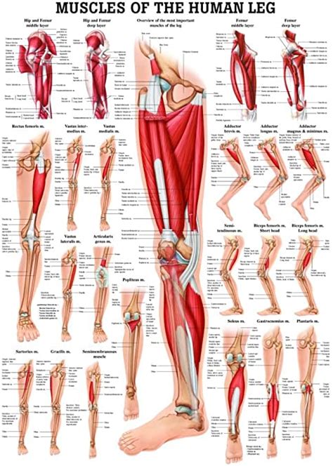Muscular system chart of the human body with muscles labeled. Leg Muscle Diagram - Coloring 44 Human Muscles Coloring Photo Ideas Human Muscles Coloring ...