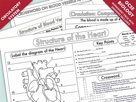 Biology Gcse Revision Heart And Circulation Worksheet Pack Updated