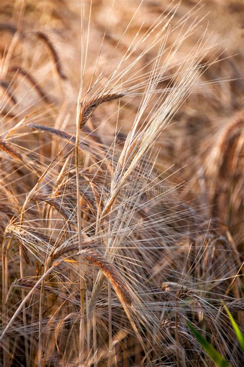 Barley Crop Stock Image Image Of Hordeum Green Growing 51554103